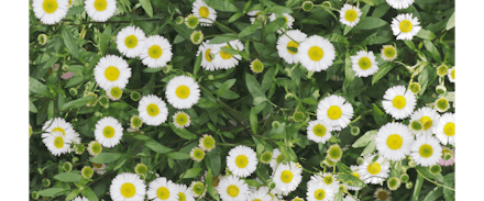 Mexican Fleabane | 2 for £15